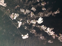 夜桜.JPG