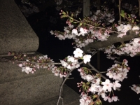 夜桜３.JPG