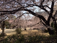 桜４.JPG