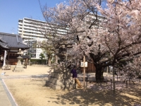 桜８.JPG