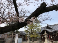 低い桜.jpg